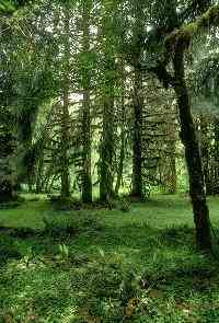 Sous-bois