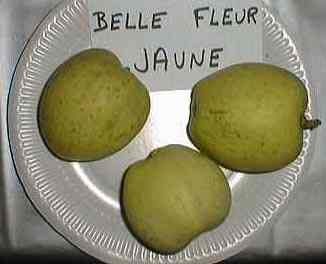 Varit Belle-Fleur