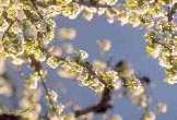 Branches de pommiers en fleurs