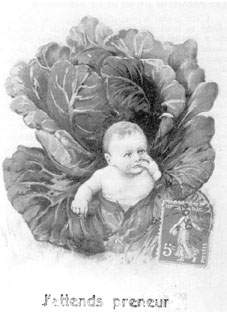 Enfant dans un chou