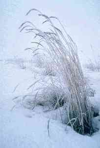 Herbes dans la neige