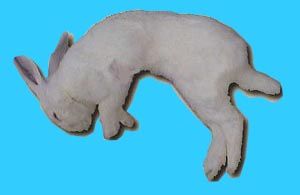 Dpouille de lapin
