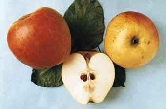 Pommes coupes