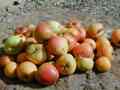 Pommes  terre